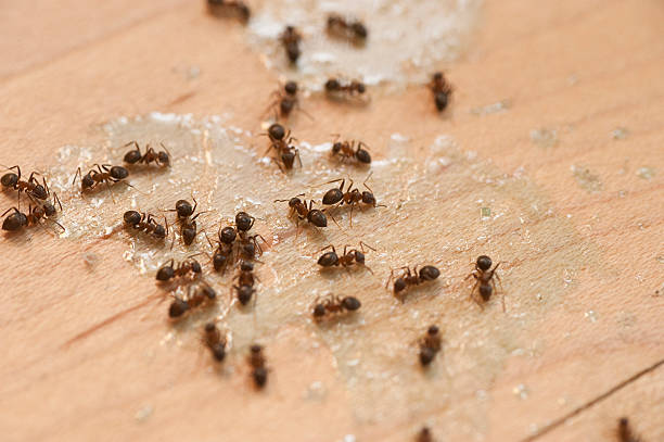 Best Emergency Pest Control  in Oswego, NY