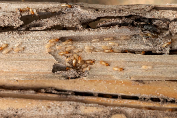 Best Insect Control  in Oswego, NY